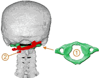 Atlas - erster Halswirbel