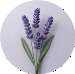 Lavendel